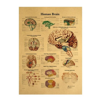 Vintage Poster İnsan Beyin Odası Dekorasyon Tıbbi Posterler Çıkartmalar Ev Dekor Duvar Sanatı Retro Kraft Kağıt Duvar Sticker